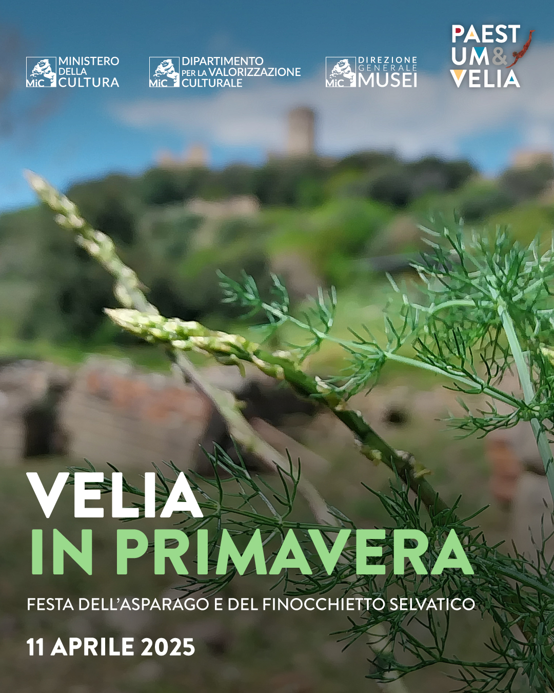 VELIA IN PRIMAVERA: festa dell’asparago e del finocchietto selvatico